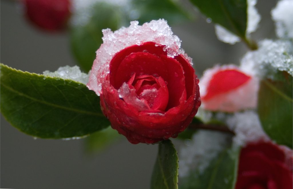 Snow-Blooming Flowers Around the world