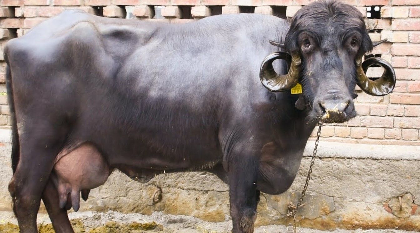 गाय और भैंस का दूध उत्पादन कैसे बढ़ाएं? | गाय भैंस का दूध उत्पादन बढ़ाने के आसान उपाय 