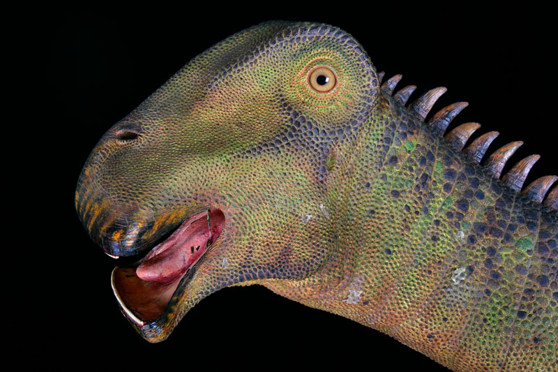Pronounce Dinosaur with 500 Teeth! | How to Say Nigersaurus?