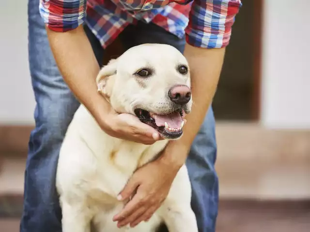 Got Attacked by a Dog? Follow This Checklist!