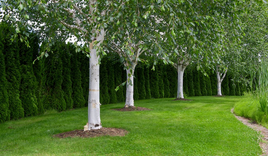 Birch trees: a guide to popular species