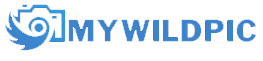 My Wild Pic